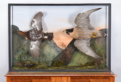 Lot Taxidermy: A Cased Peregrine Falcon and Red...