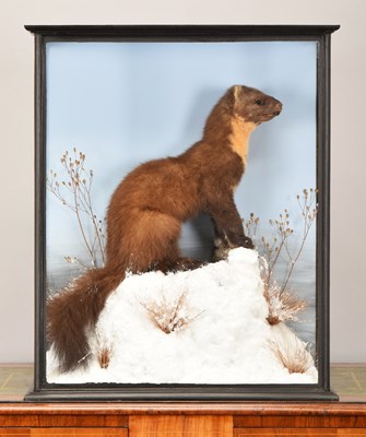 Lot 152 - Taxidermy: Irish Pine Marten (Martes martes),...