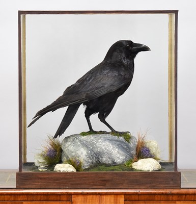 Lot 154 - Taxidermy: A Cased Common Raven (Corvus corax),...