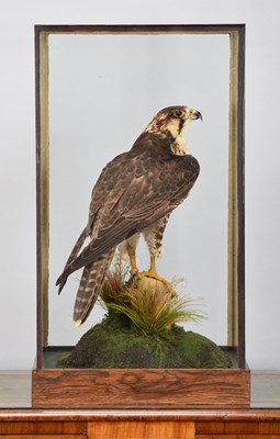 Lot 156 - Taxidermy: A Cased Saker X Peregrine Falcon...