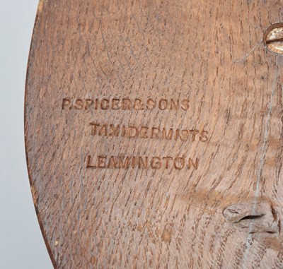 Lot 74 - Taxidermy: Eurasian Otter Mask (Lutra lutra),...