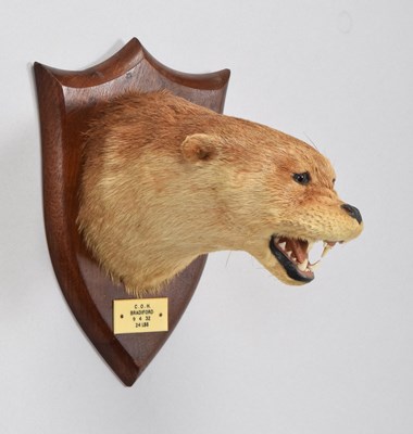 Lot 74 - Taxidermy: Eurasian Otter Mask (Lutra lutra),...