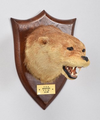 Lot 74 - Taxidermy: Eurasian Otter Mask (Lutra lutra),...