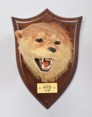 Lot 74 - Taxidermy: Eurasian Otter Mask (Lutra lutra),...