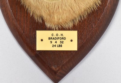 Lot 74 - Taxidermy: Eurasian Otter Mask (Lutra lutra),...