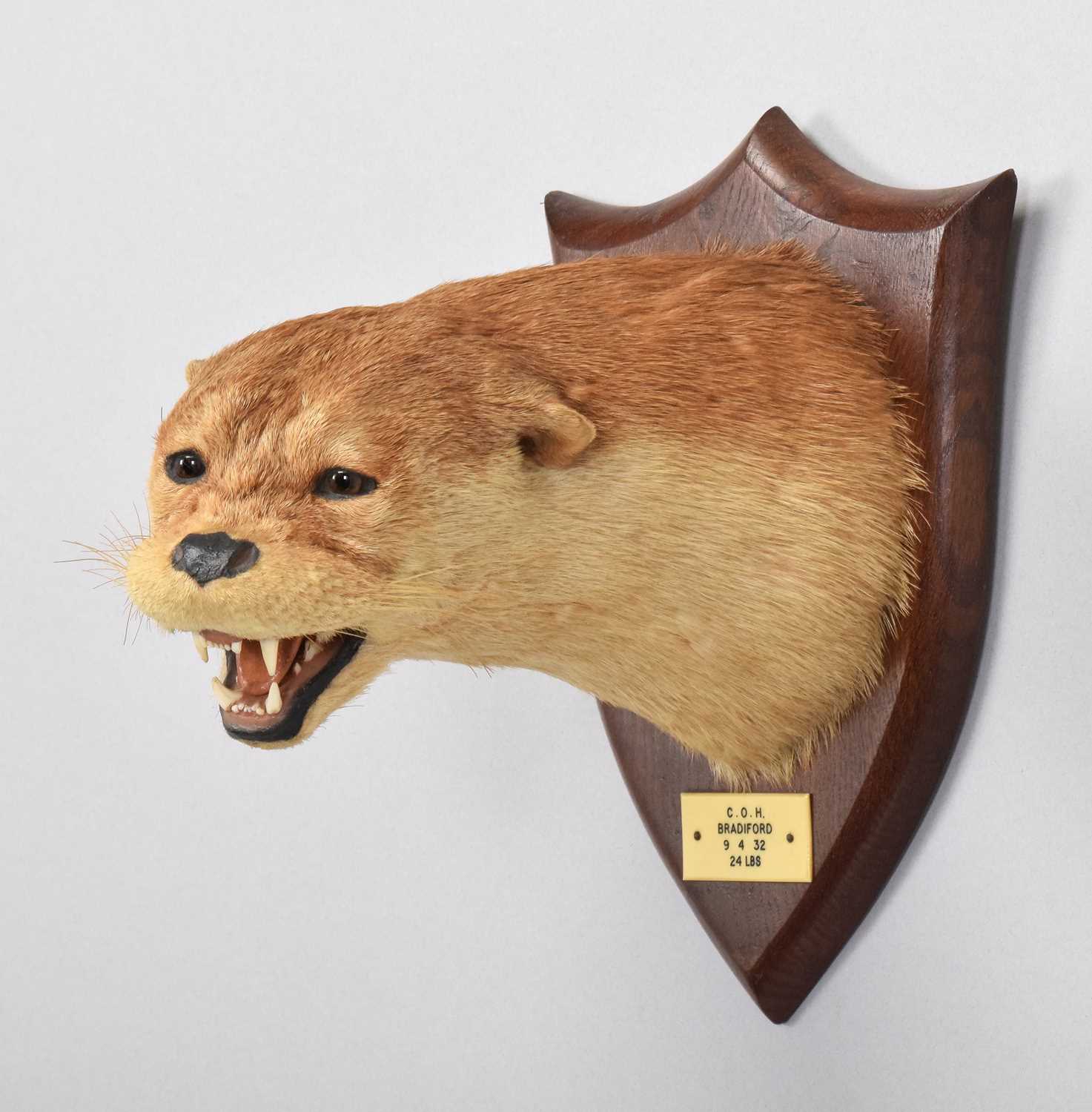 Lot 74 - Taxidermy: Eurasian Otter Mask (Lutra lutra),...