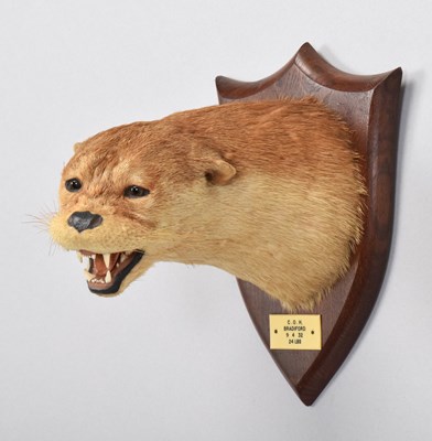 Lot 153 - Taxidermy: Eurasian Otter Mask (Lutra lutra),...