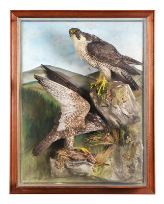 Lot 197 - Taxidermy: A Wall Cased Pair of Peregrine...