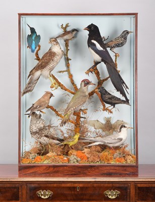 Lot 185 - Taxidermy: A Late Victorian Case of British...