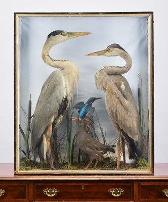 Lot 1248 - Taxidermy: A Late Victorian Cased Pair of Grey...