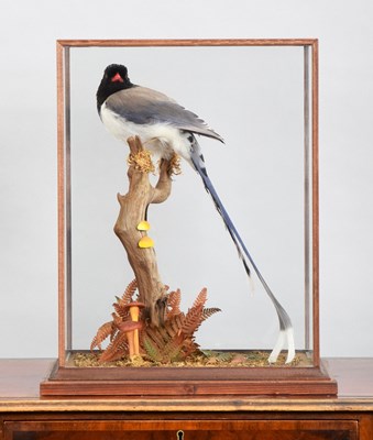 Lot 200 - Taxidermy: A Cased Red-Billed Blue Magpie...