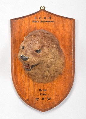 Lot 55 - Taxidermy: European Otter Mask (Lutra lutra),...