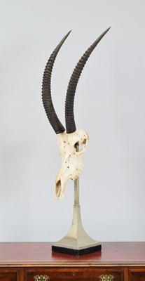 Lot 134 - Skulls/Horns: Roan Antelope Skull on Pedestal...