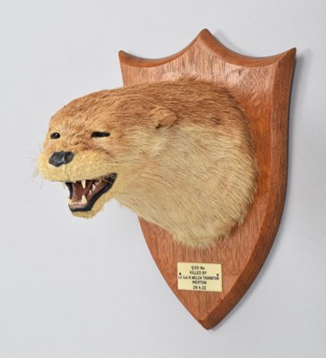 Lot 20 - Taxidermy: Eurasian Otter Mask (Lutra lutra),...