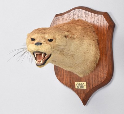 Lot 96 - Taxidermy: Eurasian Otter Mask (Lutra lutra),...