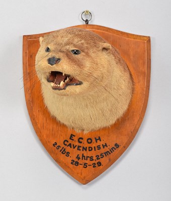 Lot 91 - Taxidermy: Eurasian Otter Mask (Lutra lutra),...