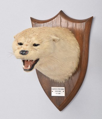 Lot 53 - Taxidermy: Eurasian Otter Mask (Lutra lutra),...