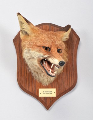 Lot 36 - Taxidermy: Red Fox Mask (Vulpes vulpes), dated...