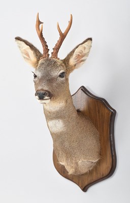 Lot 155 - Taxidermy: Scottish Roebuck (Capreolus...