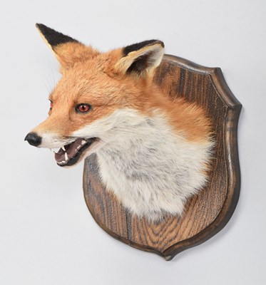 Lot 157 - Taxidermy: European Red Fox Mask (Vulpes...
