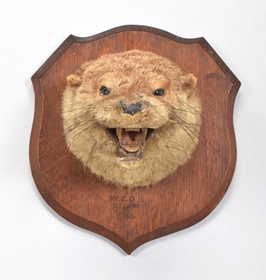 Lot 1252 - Taxidermy: European Otter Mask (Lutra lutra),...