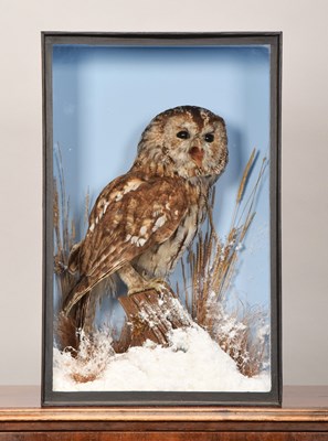 Lot 194 - Taxidermy: A Cased Tawny Owl (Strix aluco),...
