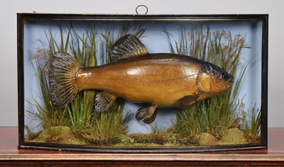 Lot 66 - Taxidermy: A Cased Tench (Tinca tinca), dated...