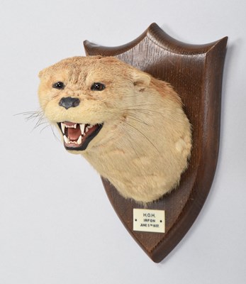 Lot 40 - Taxidermy: Eurasian Otter Mask (Lutra lutra),...