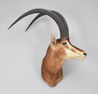 Lot 162 - Taxidermy: Sable Antelope (hippotragus niger...