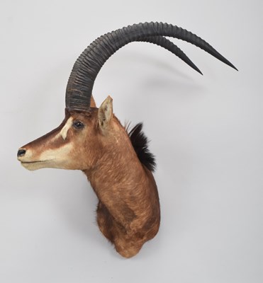 Lot 163 - Taxidermy: Sable Antelope (hippotragus niger...