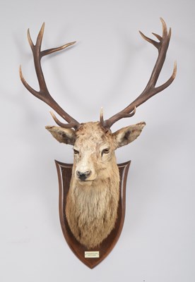 Lot 151 - Taxidermy: A Scottish Red Deer (Cervus elaphus...