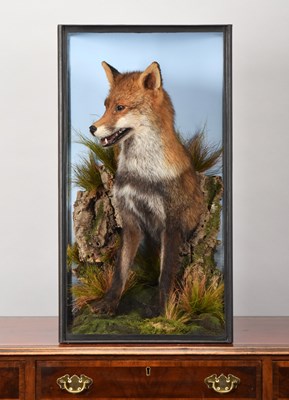 Lot 182 - Taxidermy: A Cased European Red Fox Forepart...