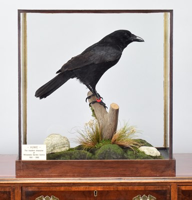 Lot 56 - Taxidermy: A Cased Carrion Crow (Corvus...
