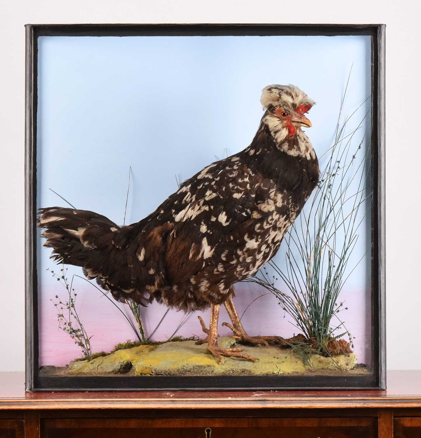 Lot 19 - Taxidermy: A Cased Houdan Chicken (Gallus...