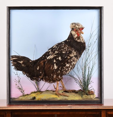 Lot 164 - Taxidermy: A Cased Houdan Chicken (Gallus...