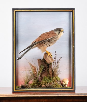 Lot 183 - Taxidermy: A Cased European Kestrel (Falco...