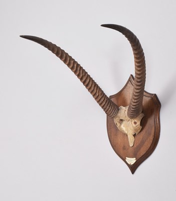 Lot 177 - Antlers/Horns: Common Waterbuck (Kobus...