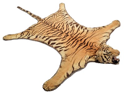 Lot 79 - Taxidermy: Bengal Tiger Skin (Panthera tigris...