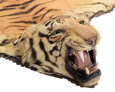 Lot 79 - Taxidermy: Bengal Tiger Skin (Panthera tigris...