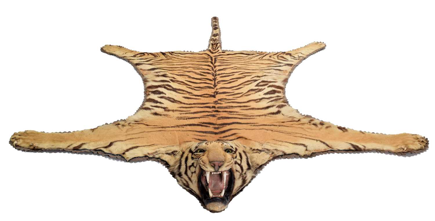 Lot 79 - Taxidermy: Bengal Tiger Skin (Panthera tigris...