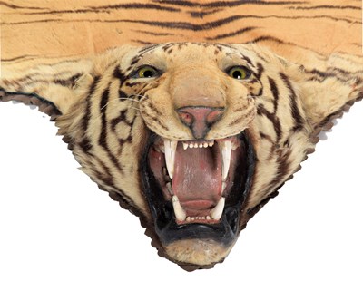 Lot 79 - Taxidermy: Bengal Tiger Skin (Panthera tigris...