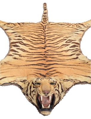 Lot 79 - Taxidermy: Bengal Tiger Skin (Panthera tigris...