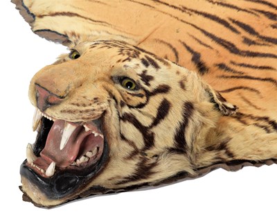 Lot 79 - Taxidermy: Bengal Tiger Skin (Panthera tigris...
