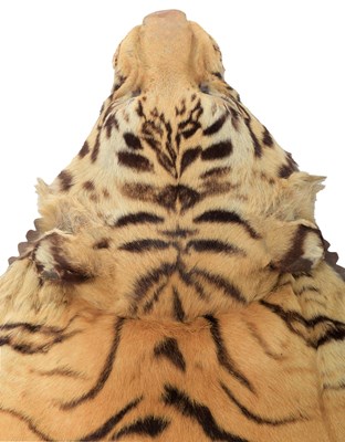 Lot 79 - Taxidermy: Bengal Tiger Skin (Panthera tigris...