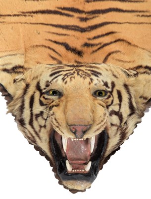 Lot 79 - Taxidermy: Bengal Tiger Skin (Panthera tigris...