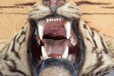 Lot 79 - Taxidermy: Bengal Tiger Skin (Panthera tigris...