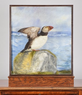 Lot 189 - Taxidermy: A Cased Atlantic Puffin (Fratercula...