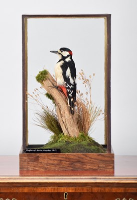 Lot 165 - Taxidermy: A Cased Great Spotted Woodpecker...