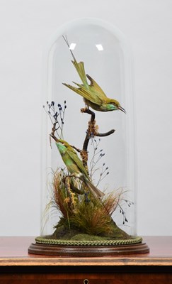 Lot 187 - Taxidermy: A Pair of Asian Green Bee-eaters...