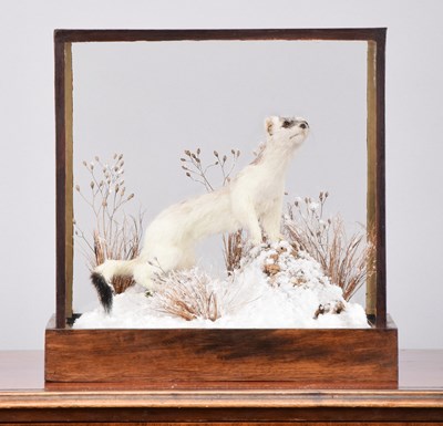 Lot 1267 - Taxidermy: A Cased Ermine (Mustela erminea),...